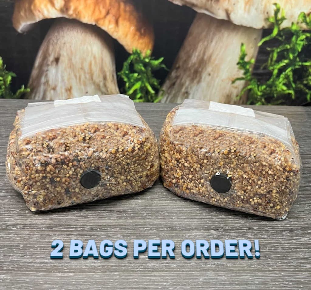 Premium Mushroom Spawn